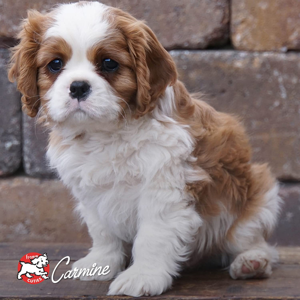 Dry Puppy Food Chicken Recipe 15 lb V987409
