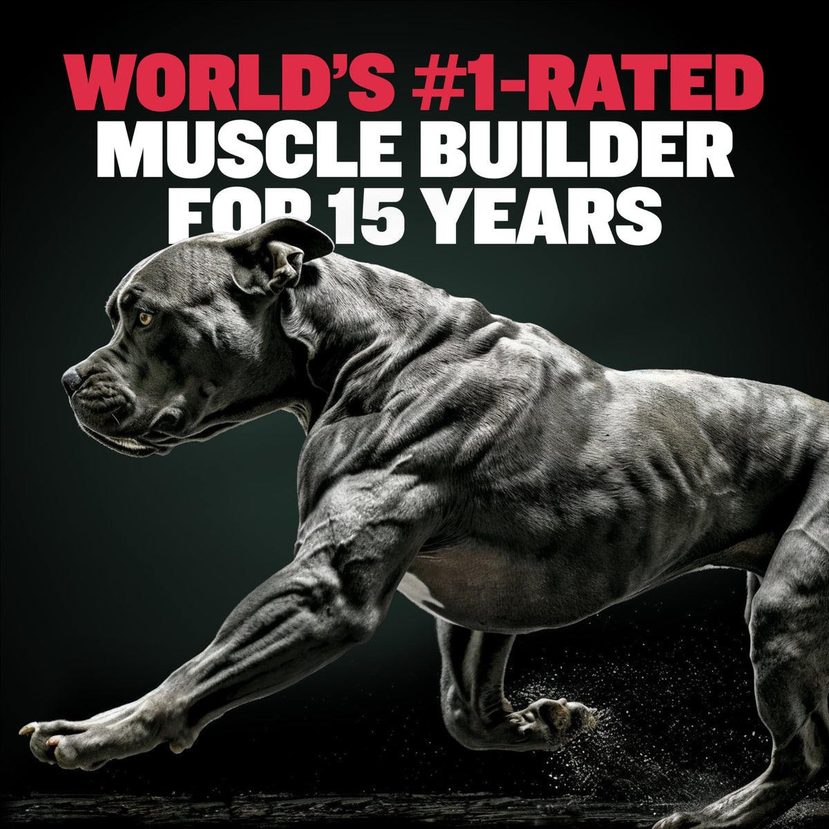 Dog Weight Gainer Chews & Muscle Builder Tablets & Liquid Muscle Builder Supplement V549