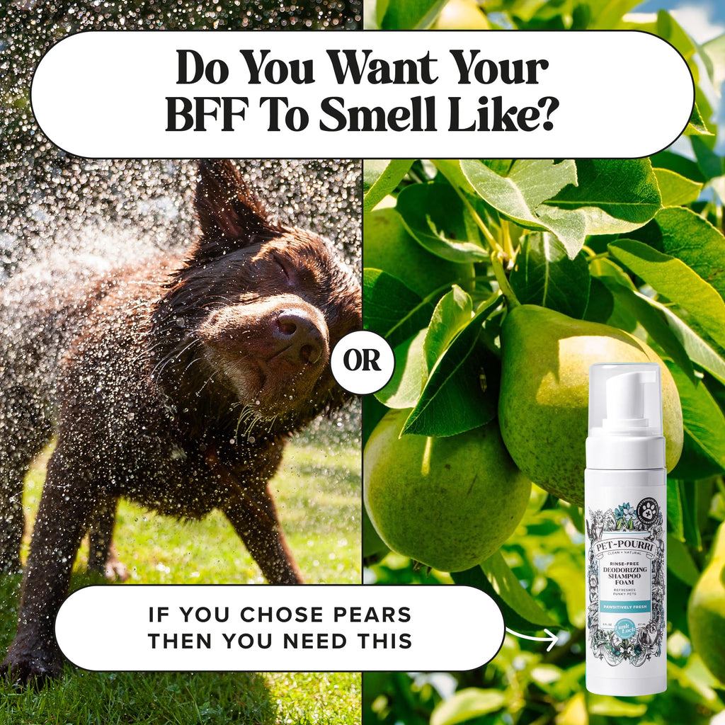 Rinse-Free Deodorizing Dry Shampoo for Dogs & Cats, 6 Fl Oz E115958