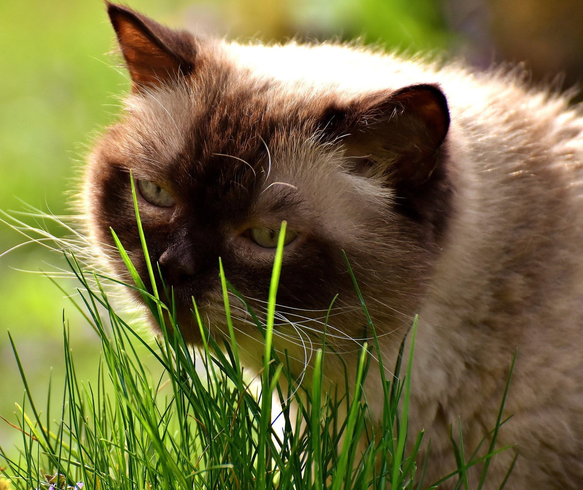 100% Organic Cat Grass Seed Mix 6 Ounce U8882