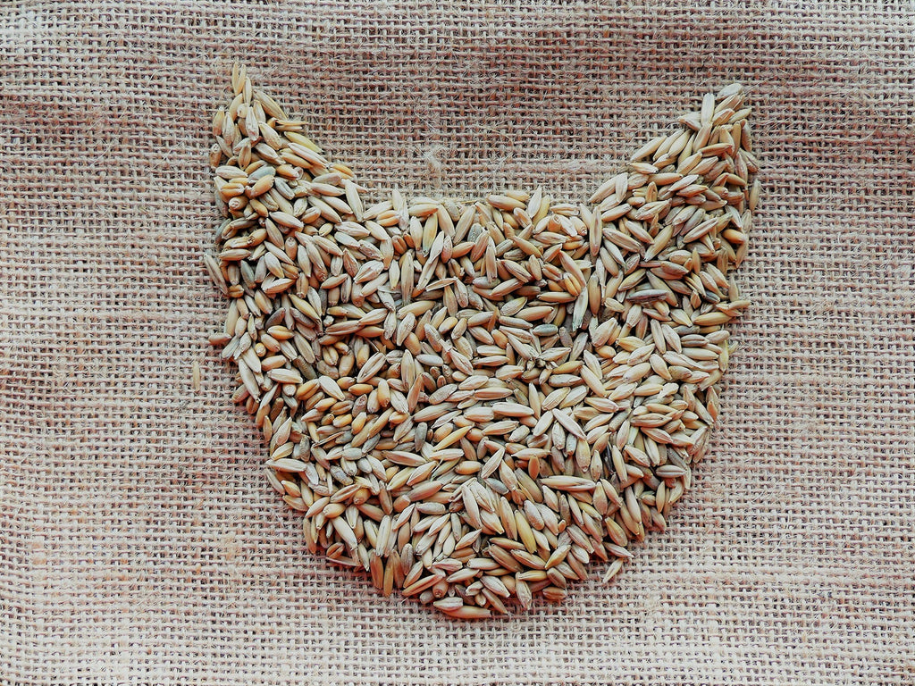 100% Organic Cat Grass Seed Mix 6 Ounce U8882